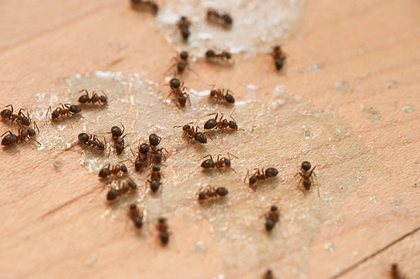 Best Wasp Removal Services  in Point Baker, FL
