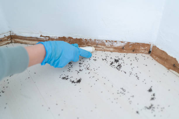 Best Pest Control Near Me  in Point Baker, FL
